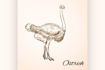 doodle ostrich