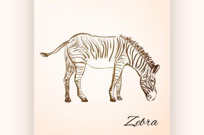 doodle zebra
