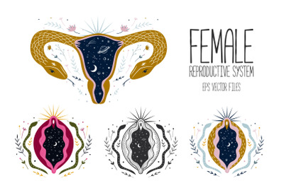 Female reproductive system. Vagina