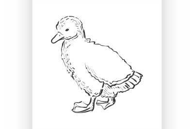 doodle duckling