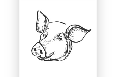 doodle pig