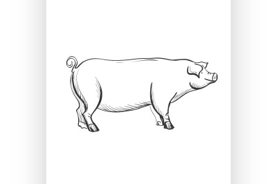 doodle pig