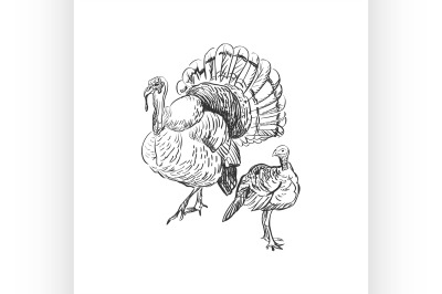 turkey doodle