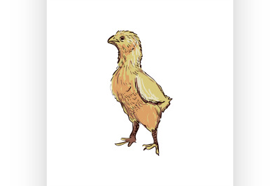 doodle chicken