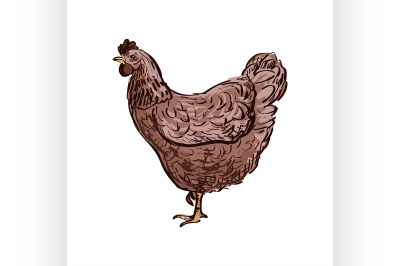 doodle hen