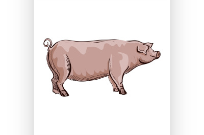 Doodle Pig