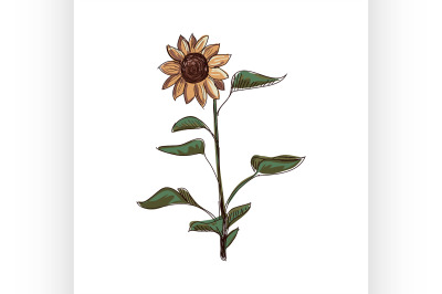 Doodle sunflower