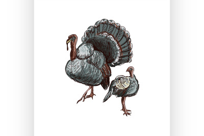 Doodle turkey