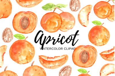 Watercolor apricot fruit clipart