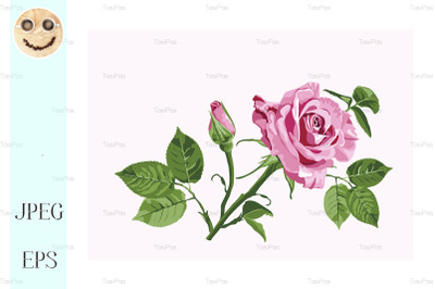 Vector greeting card with pink roses on the white background.