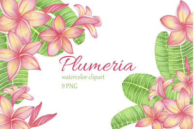 Tropical Flower Plumeria Frangipani. Watercolor clipart