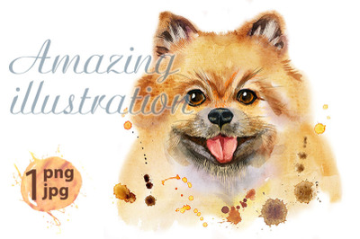 Watercolor portrait of dog pomeranian spitz