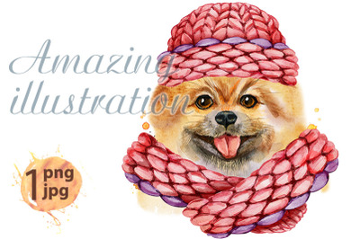Watercolor portrait of dog pomeranian spitz with pink knitted hat