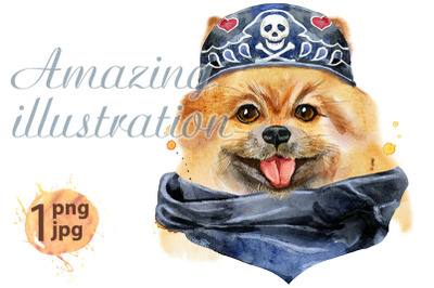 Watercolor portrait of dog pomeranian spitz wearing biker bandana
