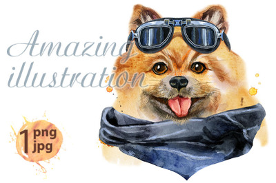 Watercolor portrait of dog pomeranian spitz with biker sunglasses