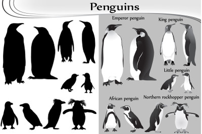 Penguins silhouette and black-white