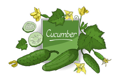 Vector set with green fresh cucumber.