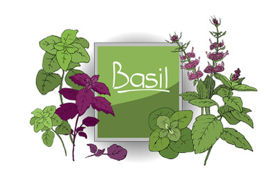 Vector set of basil plant.