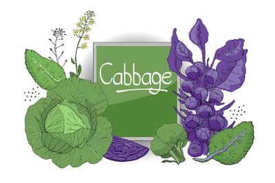 Vector set with cabbage