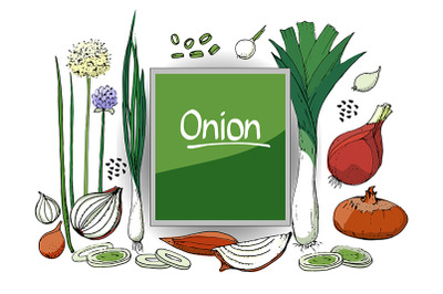 Vector set of onion.