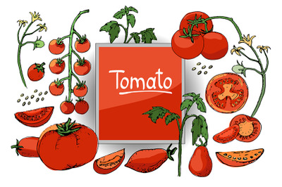 Vector set of tomatoes.