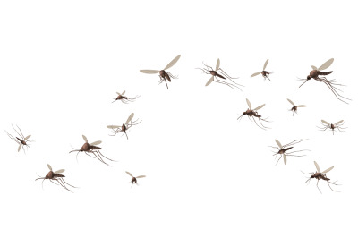 Flying mosquito insects. Gnat and pest, spreading viruses and diseases