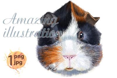 Watercolor portrait of abyssinian guinea pig on white background