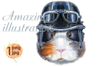 Watercolor portrait of abyssinian guinea pig in biker helmet