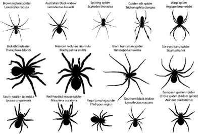 Silhouettes of spiders