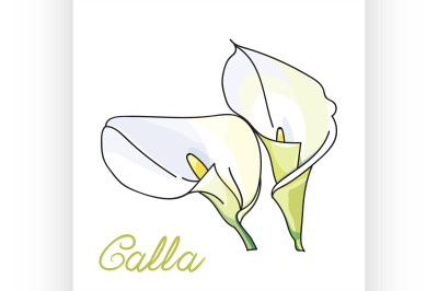 White calla lilies