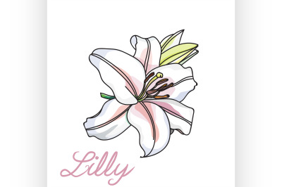 single lilly flower