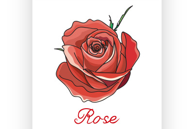 red rose isolated on white background