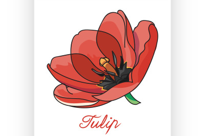 Red and beautiful tulip