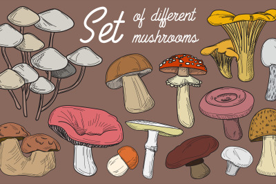 Set of different mushrooms