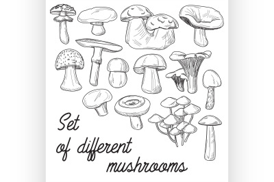 Set of different mushrooms