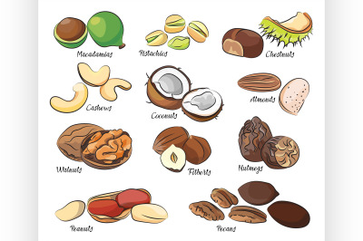 Collection of different nuts