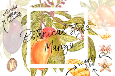 Mango clipart in botanical style