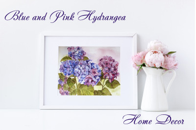 Blue and Pink Hydrangea