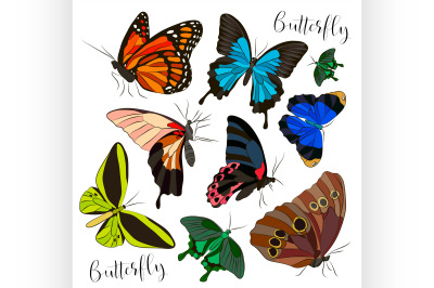 Big collection of colorful butterflies.