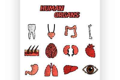 Human organs flat icons set