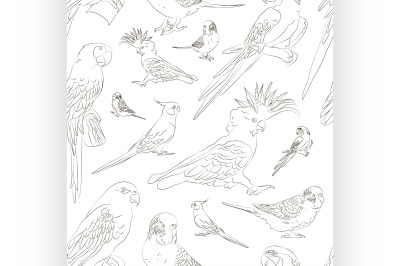 Parrots set pattern