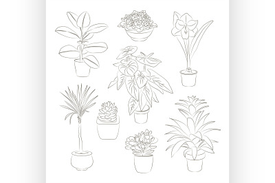 House plants set