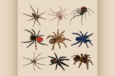 Vector of spiders set