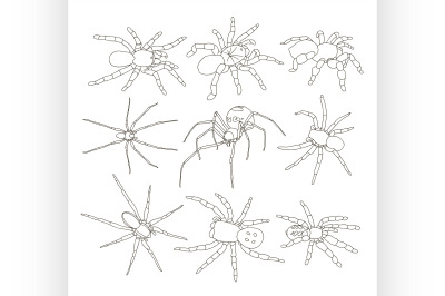 Vector of spiders set