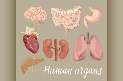 Different human organs set