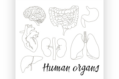 Different human organs set