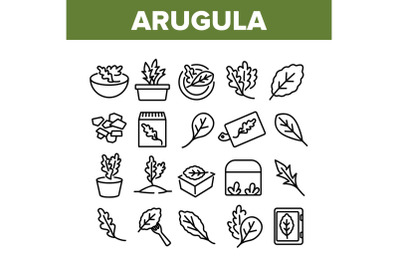 Arugula Or Rucola Collection Icons Set Vector