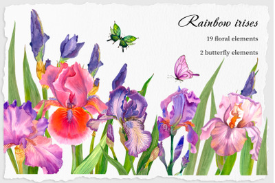 Beautiful, elegant watercolor iris flowers