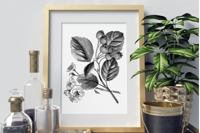 Hawthorn Vintage Flowers, Black Botanical Illustrations