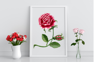 Rose Vintage Flower, Botanical Illustration, Stationary Rose